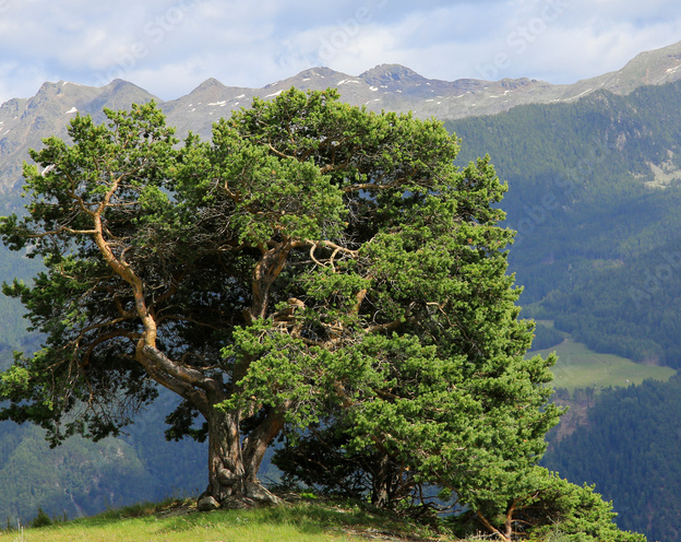 Borovice Zirbe (Pinus cembra), pomalu rostoucí vysokohorská. Vyskytuje v nadmořské výšce od 1600 m a dožívá se až 400 let a některé kusy i 1000 let.V těchto oblastech lidé strom Zirbe přezdívají „královna Alp.“