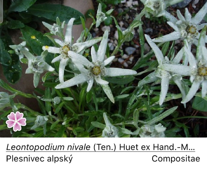 Plesnivec (protěž, Edelweiss) je vzácná, krátkověká květina, která se vyskytuje na skalnatých vápencových místech ve výšce 1800–3000 metrů. Protěž je symbolem alpinismu.