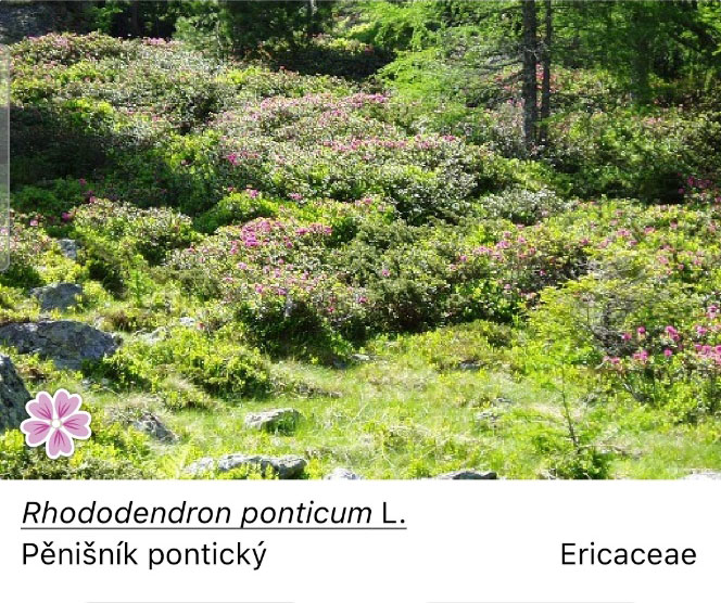 Rozkvetlé (plané) rododendrony (Alpenrose) pokrývají svahy nad 1400 m a tvoří souvislý „koberec“.