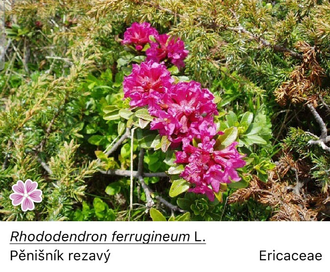 Rozkvetlé (plané) rododendrony (Alpenrose) pokrývají svahy nad 1400 m a tvoří souvislý „koberec“.